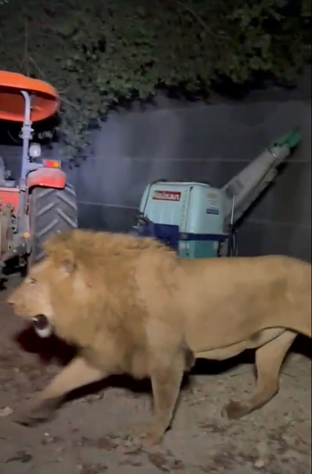 Manavgat'ta firari aslanla boğuşan adam anlattı: Bir anda üstüme çöktü - 11