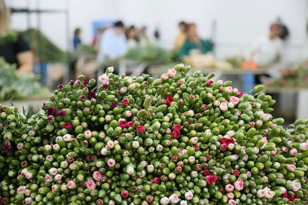 Kraliçe Elizabeth'in cenazesine Türkiye'den 1,5 milyon karanfil - 7