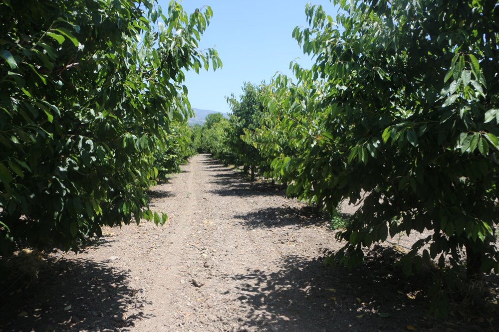 Zirai don kirazı vurdu: 20 bin tonluk rekolte sıfıra indi - 3