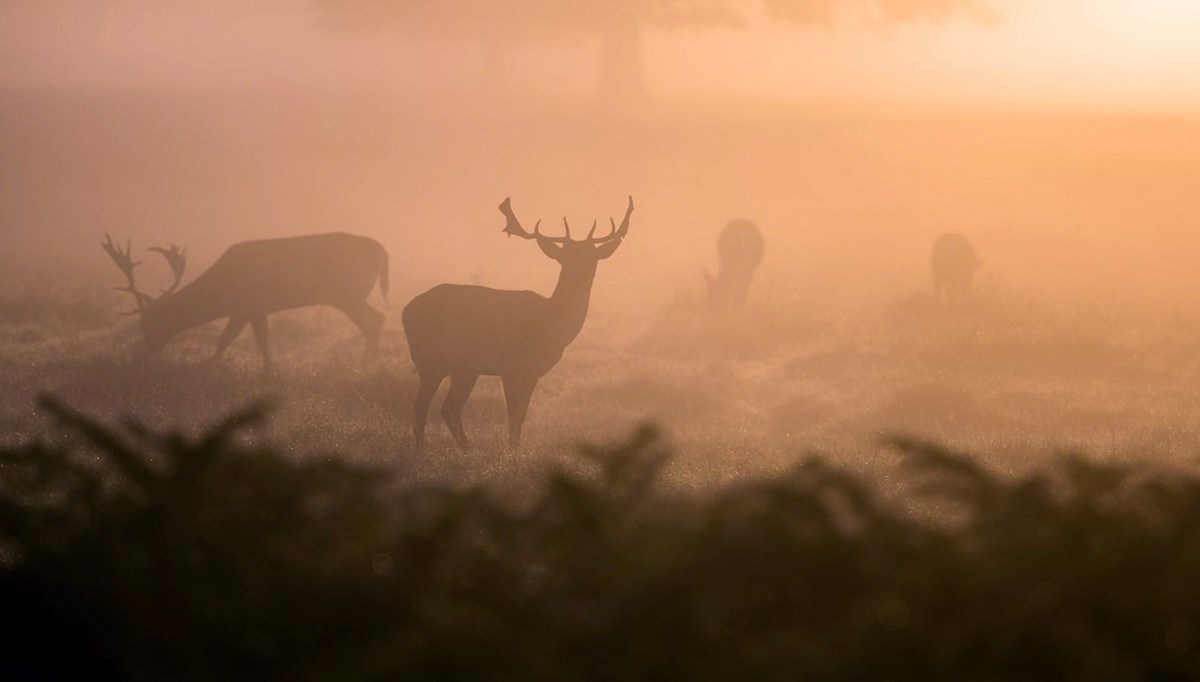 Bolu'daki kızıl geyik avı için mahkemeden karar