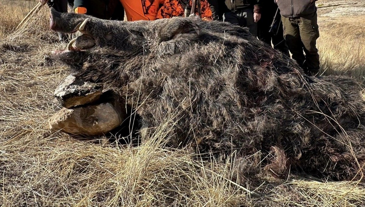 Elazığ'da yabancı avcıların tuzağına düştü! Tam 300 kilo ağırlığında