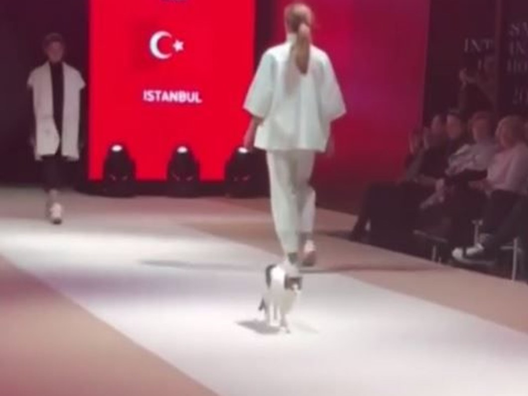 podyumda kedi yuruyusu