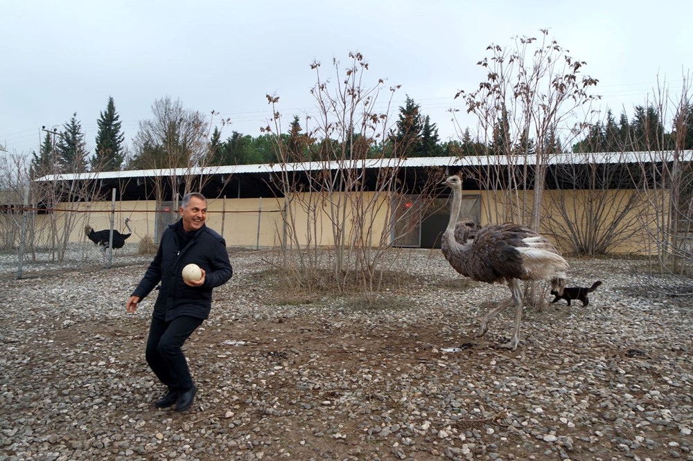 Sıcak hava deve kuşlarını da etkiledi... Kışın ortasında yumurtlamaya başladılar - 3