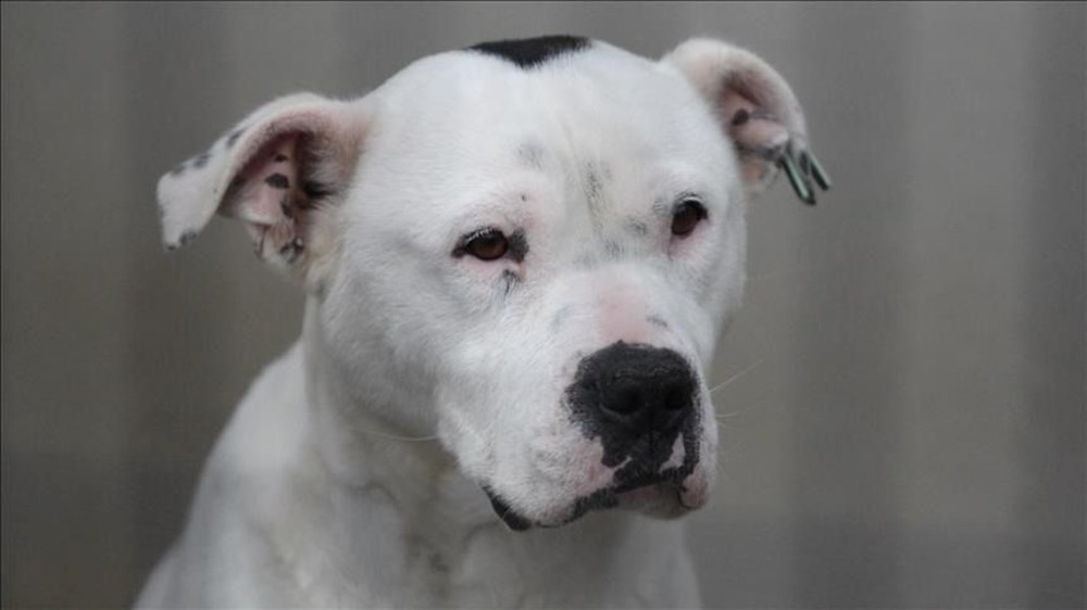 Çene Gücü Şampiyonları: Türk Kangalı ve Köpekler Dünyasının En İnanılmaz Isırıkları 75 Oee3zq 7UCkSGGTX6UXQA