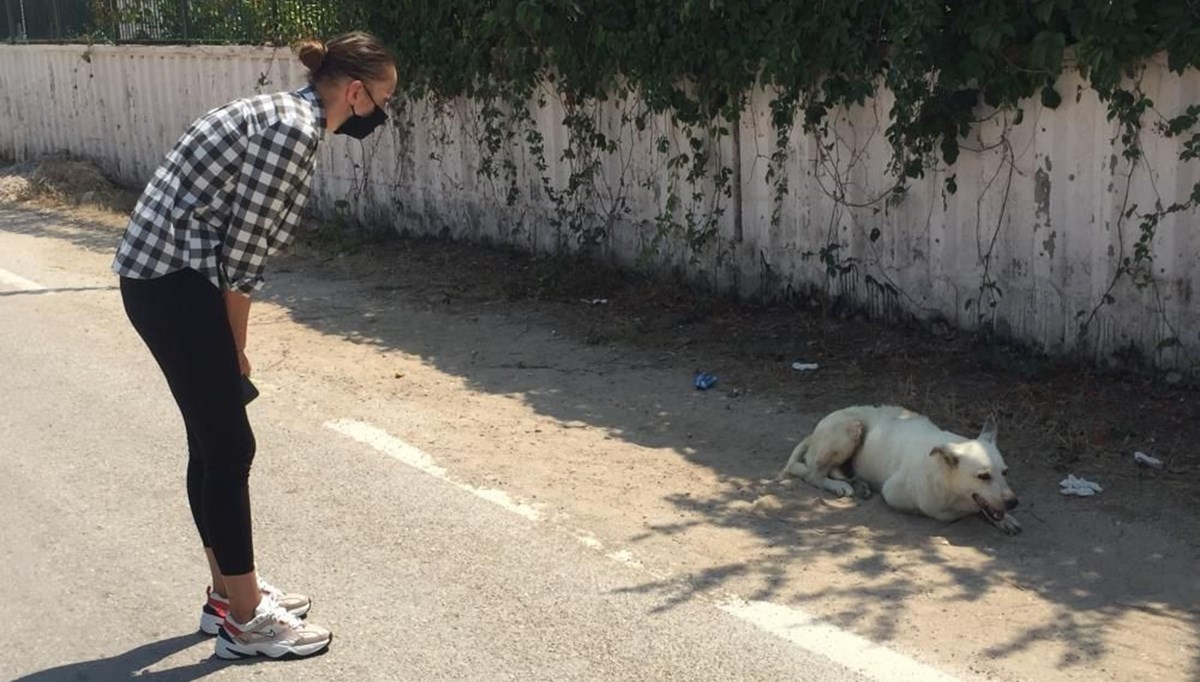 Üzerine kaynar su dökülen 'Beyaz'a site sakinleri sahip çıktı