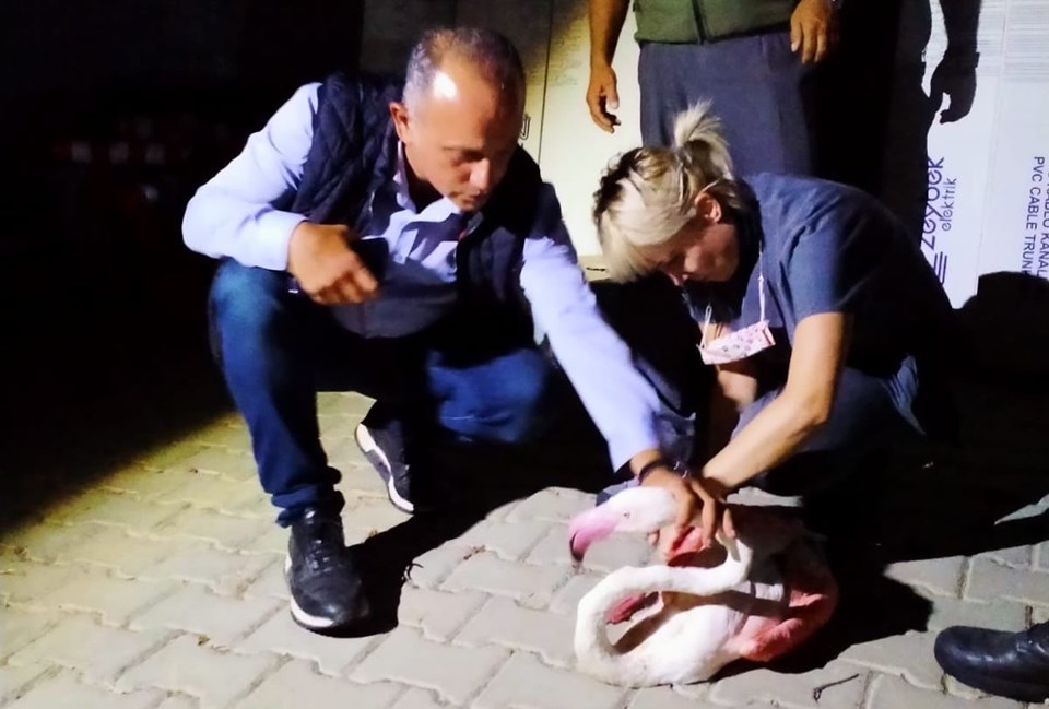 Çanakkale'de uzun uçuştan yorgun düşen flamingo tedavi altına alındı - 1