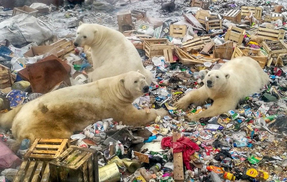 Kutup ayıları 22. yüzyılı göremeyecek - 10