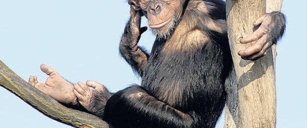 Affe видео. Chimpanzee fight. Шимпанзе. Как сокращать обезьяну. Affe видео.