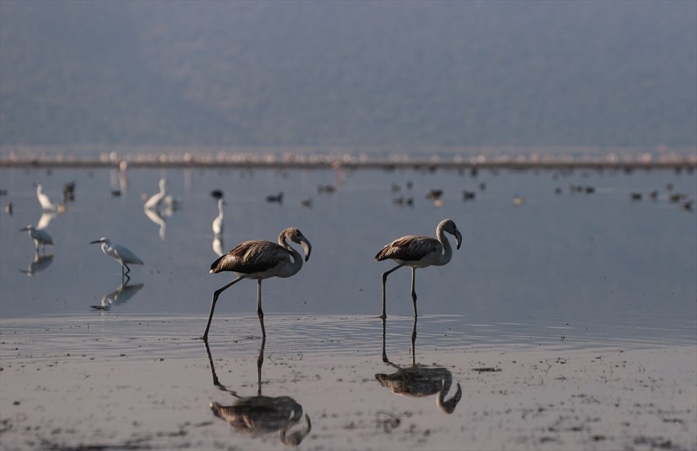 Kuş cenneti Bafa Gölü'nde korkutan görüntü - 8