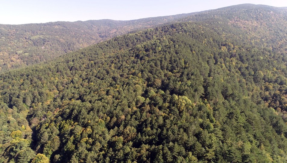 İstanbul, Bursa ve Çanakkale'de ormana giriş yasaklandı