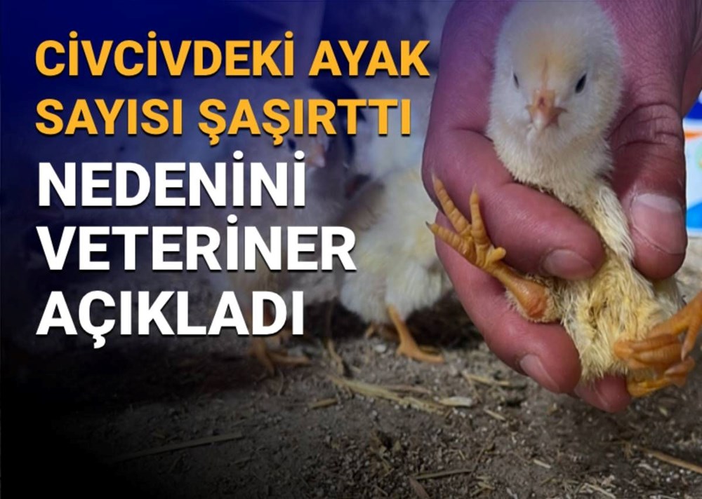 Çankırı'daki manzara şaşırtmıştı: 4 ayaklı civciv nasıl olur? Sebebini veteriner açıkladı 72 Oi2uVSkN3kO60GlDQONCWQ