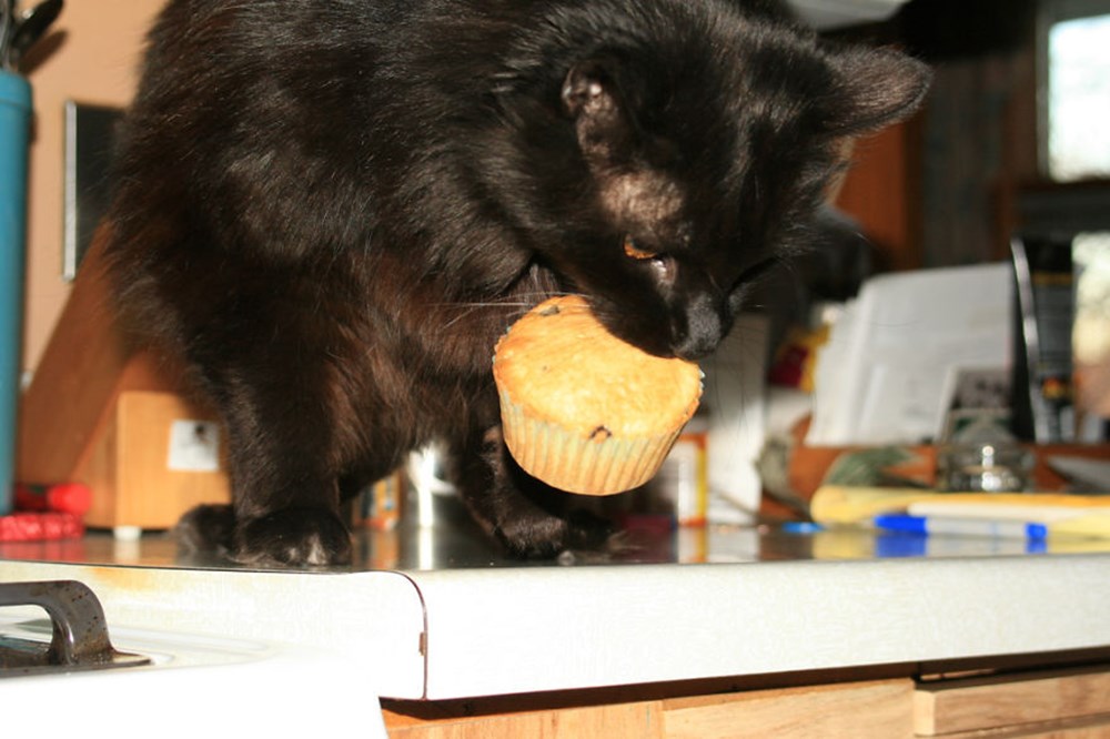 Украден котенок. Кот ворует. Чёрного кота воруют. Кошка ворует еду. Коты воруют еду.