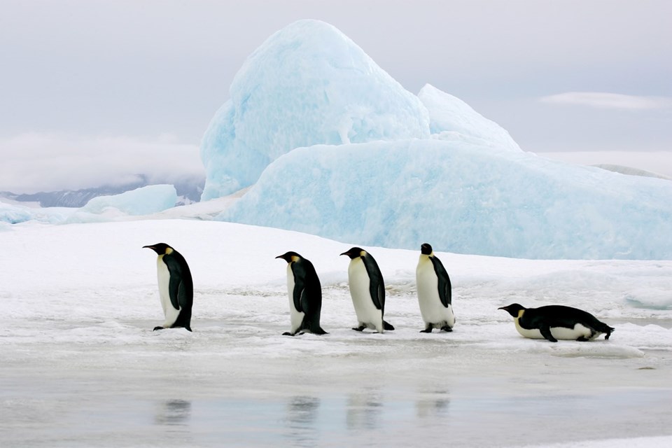 Araştırma: Küresel ısınma imparator penguenleri yok edebilir - 1
