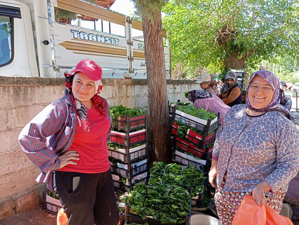 Türkiye’nin değerli üzüm üretim merkezlerinden biri: Bağ yaprağı dönemi açıldı 72 OlBJqS2rJk66mf8eJfHsZA