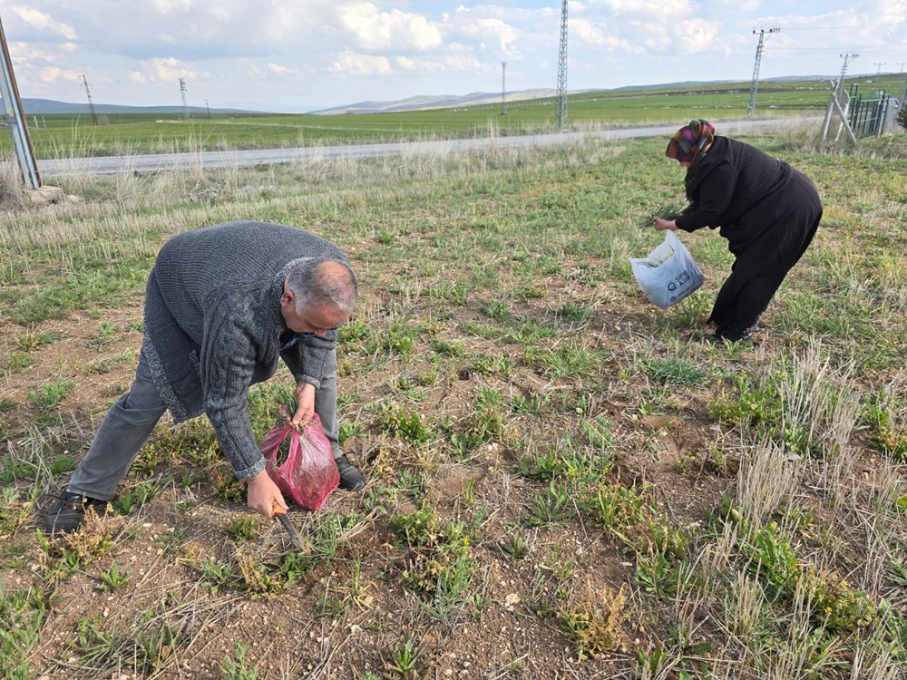 Kolesterol düşürücü özelliği varmış, ilkbaharda toplanıyor: Her yerde yetişen bitki 74
