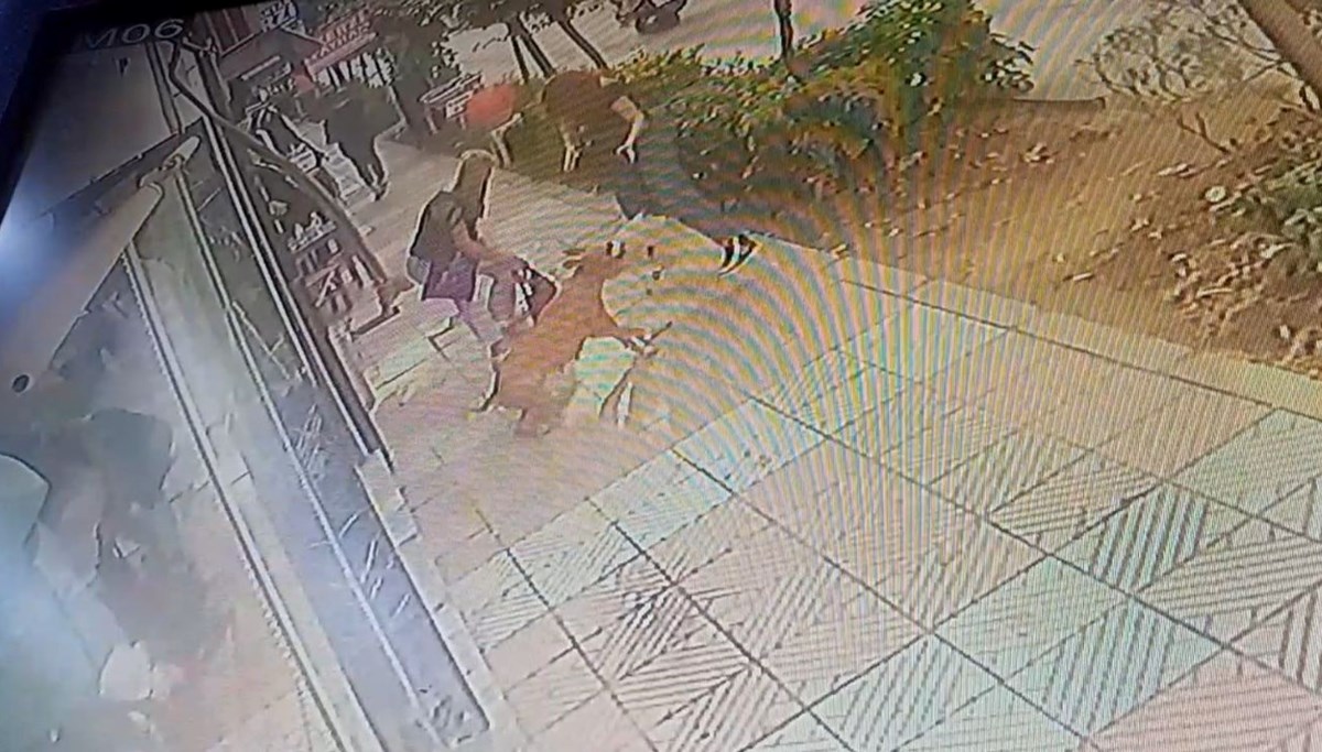 Başıboş pitbull dehşet saçtı Başıboş pitbull dehşet saçtı