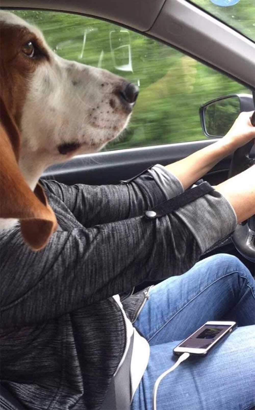 Собака ведёт машину