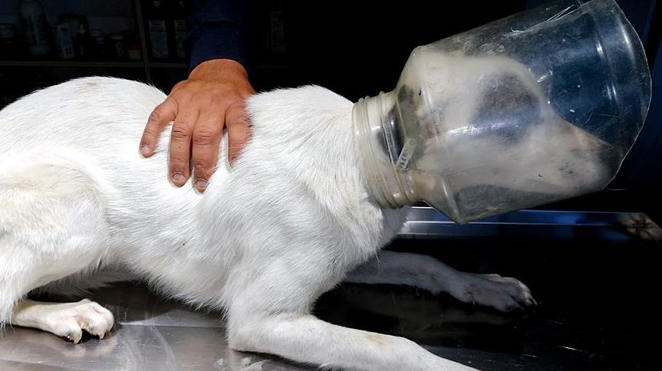 Başını plastik bidona sıkıştıran köpek kurtarıldı - 1