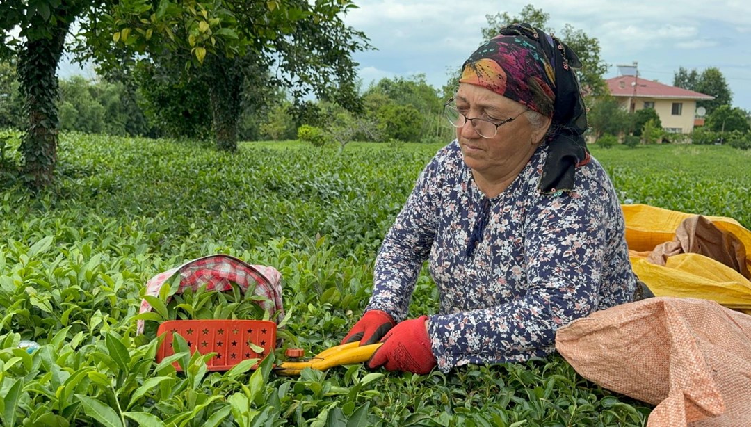 ÇAYKUR'dan kontenjan düşürme kararı