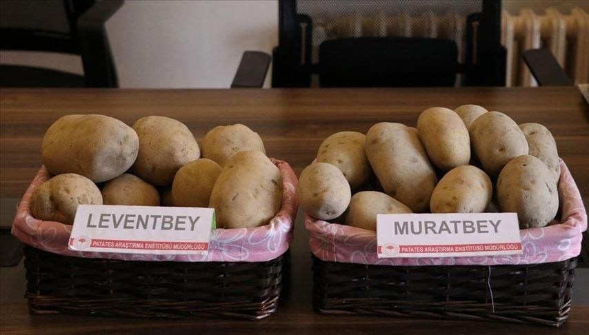 leventbey ve muratbey geliyor yerli patates projesi ntv