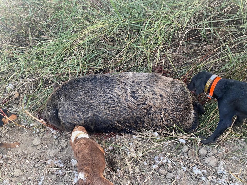 Görenler şaşkına döndü! 300 kiloluk devasa domuz avladılar - 1