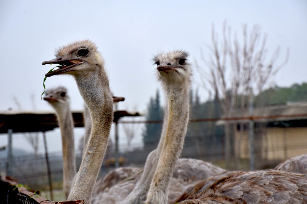 Sıcak hava deve kuşlarını da etkiledi... Kışın ortasında yumurtlamaya başladılar - 1