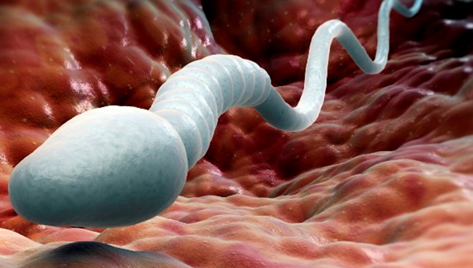 spermi olmayan erkekte kok hucre umudu