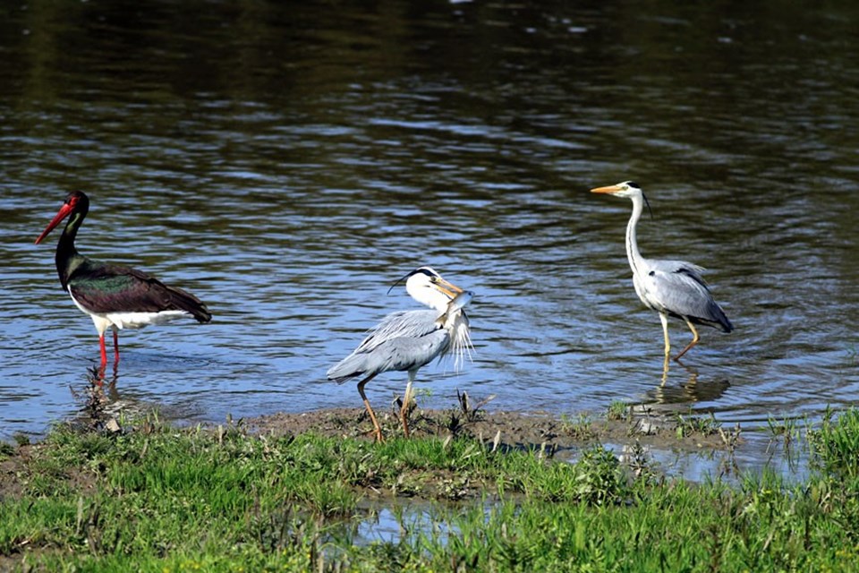 Kızılırmak Deltası Kuş Cenneti UNESCO yolunda - 1