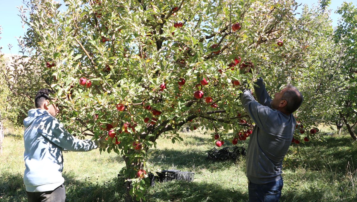 25 yıllık bahçesinden 200 ton çıktı: Gelen taleplere yetişemiyor