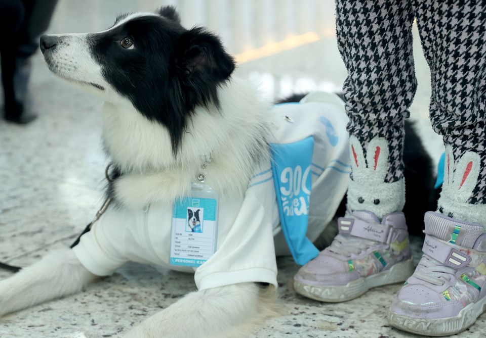 Türkiye'de ilk | İstanbul Havalimanı'nda "terapi köpekleri" görev başında - 3