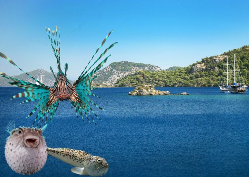 Türkiye'nin denizlerinde hangi zehirli balık türleri var? - 1