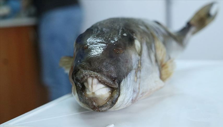 Dirisi de ölüsü de dert. Balon Balığı satana 37 bin lira ceza