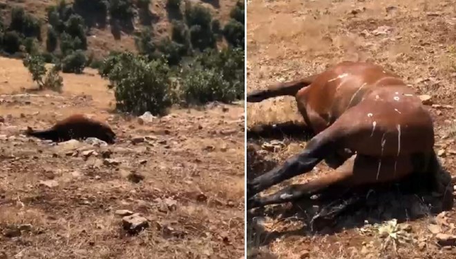 Batman'da vah�et: Y�lk� atlar�n� �ld�rd�ler