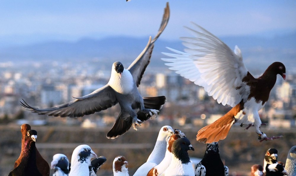 Dedenin Mirası, Torunun Tutkusu: 1,5 Milyonluk Hobi! 77