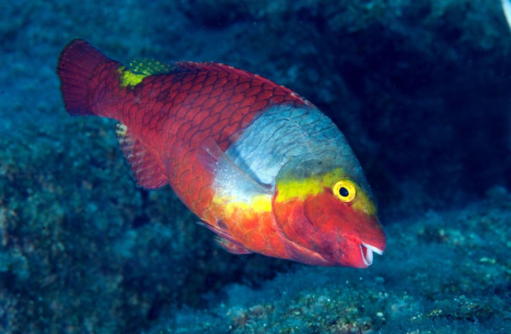 The hidden and colorful world of the Mediterranean - 5