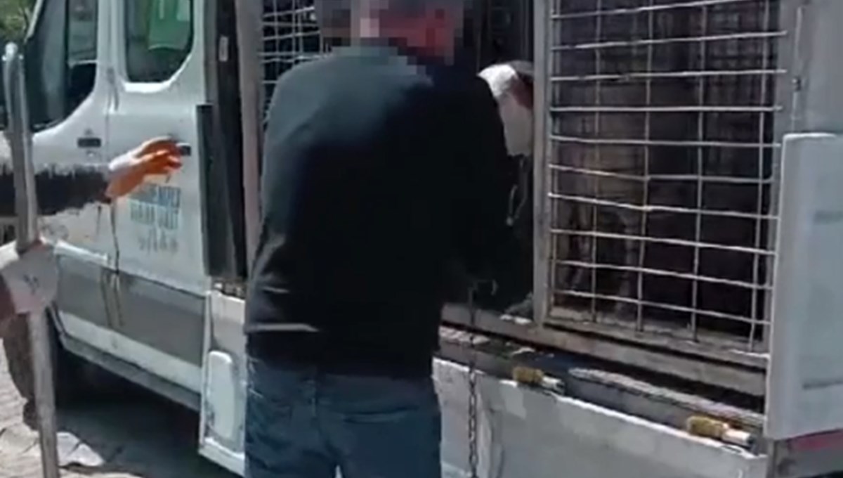 Beylikdüzü'nde pitbull saldırısı | Köpek sahibi gözaltına alındı Beylikdüzü'nde pitbull saldırısı | Köpek sahibi gözaltına alındı