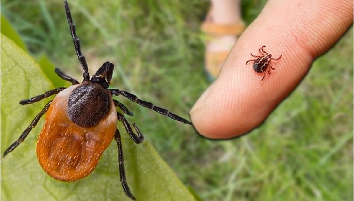 Peki kene artışının temel sebepleri nedir?