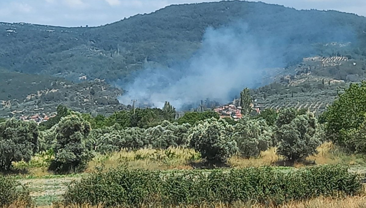Zeytinlik alanda yangın