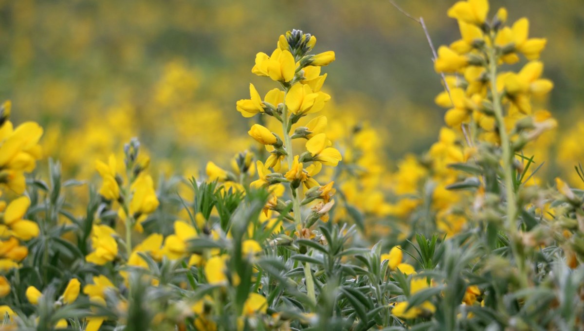 'Eber sarısı' çiçeğini koparana 109 bin lira ceza