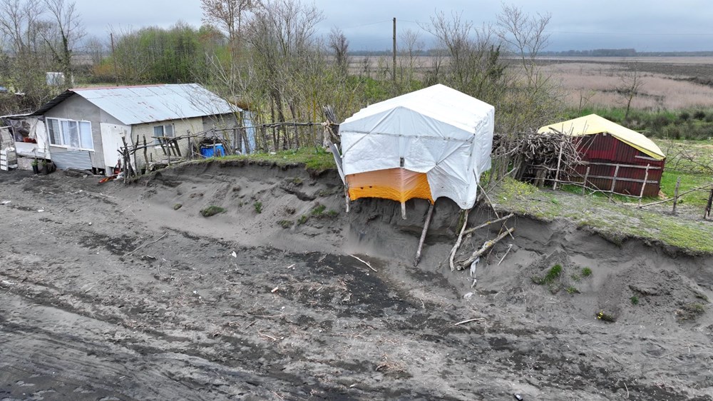 Terme Ovası'nda kıyı erozyonu ağaçları devirdi 74