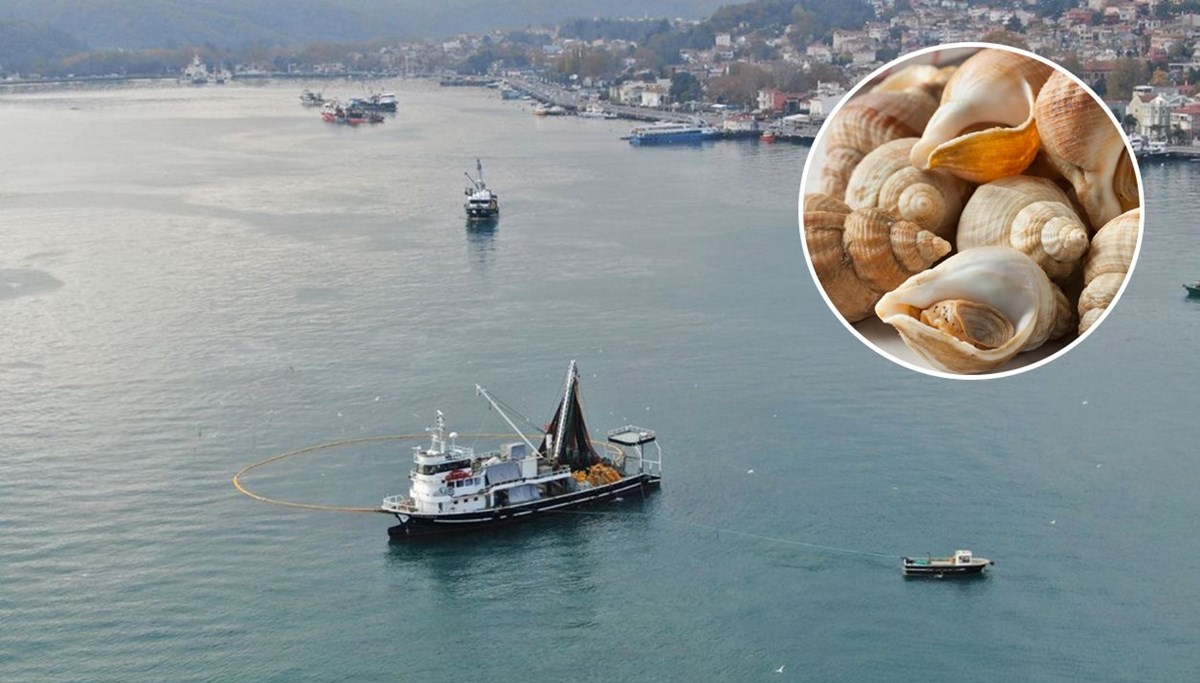 Boğaz’da salyangoz avı