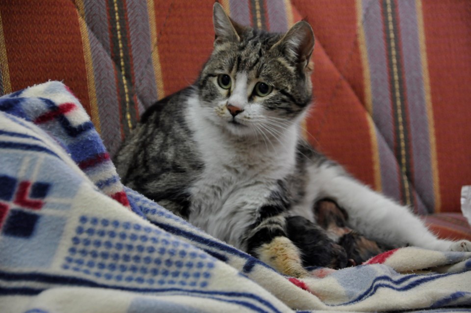 Doğum sancısı çeken kedi aile sağlığı merkezine geldi, doğumu burada yaptırıldı - 1