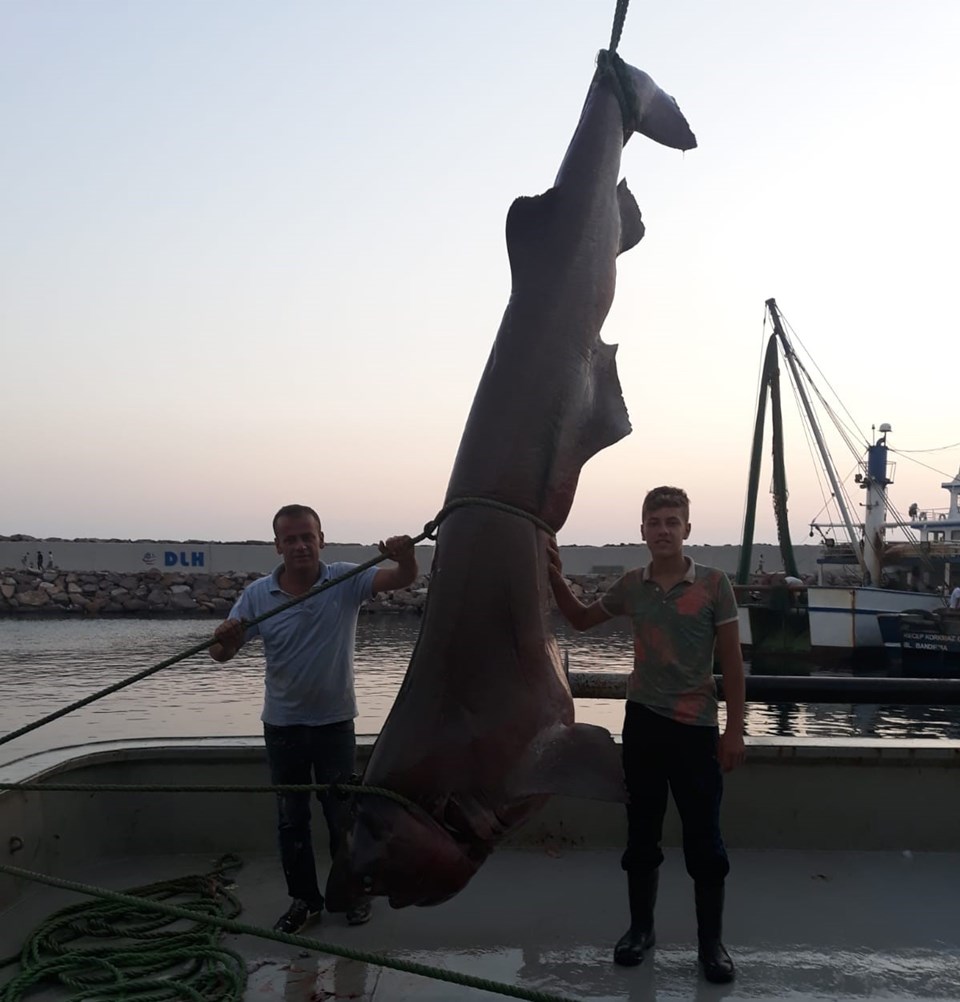 Çanakkale'de 1 ton ağırlığında köpek balığı yakalandı - 1