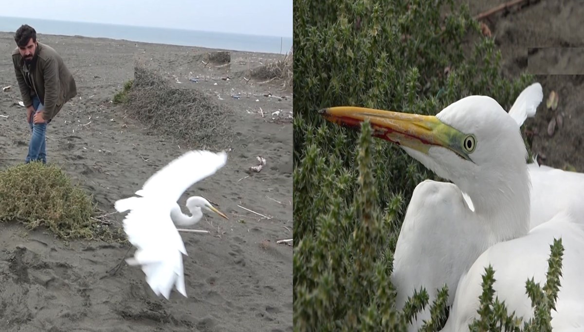 Kalbinden vurulan ‘büyük ak balıkçıl’ kurtarılamadı