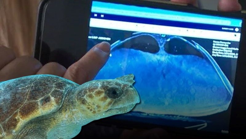 Kaplumbağanın tomografisinde 