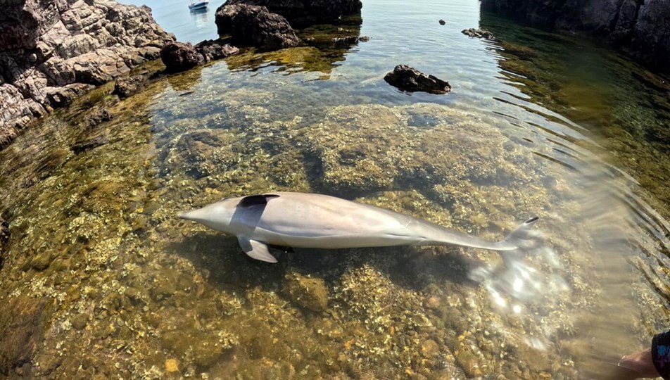 Ayvalık'ta ölü yunus bulundu