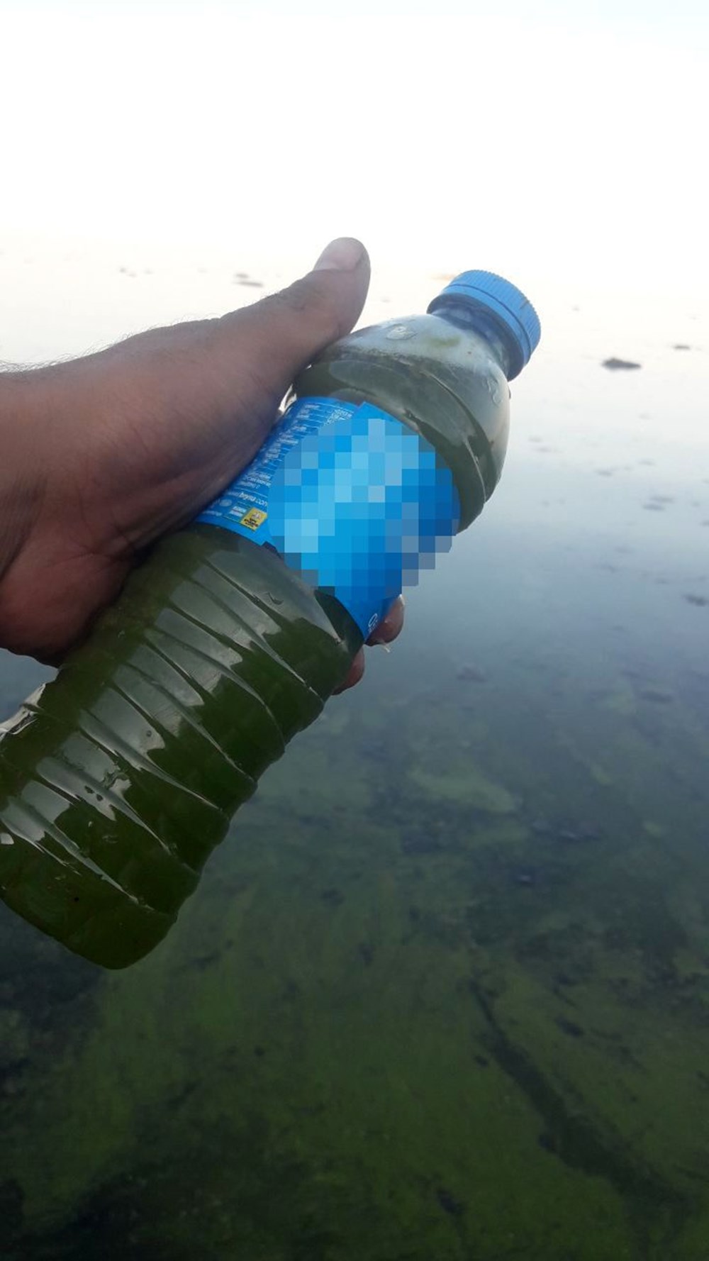 Beyşehir Gölü'nde alg patlaması: Suyun rengi yeşile döndü - 7