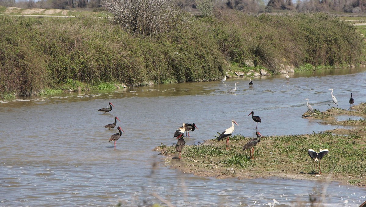 Kızılırmak Deltası’nda zirai tarım ilacı tehdidi