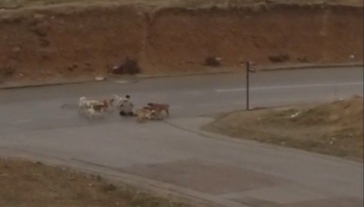 Ankara'da köpekler, yere düyen adamı defalarca ısırdı Ankara'da köpekler, yere düyen adamı defalarca ısırdı