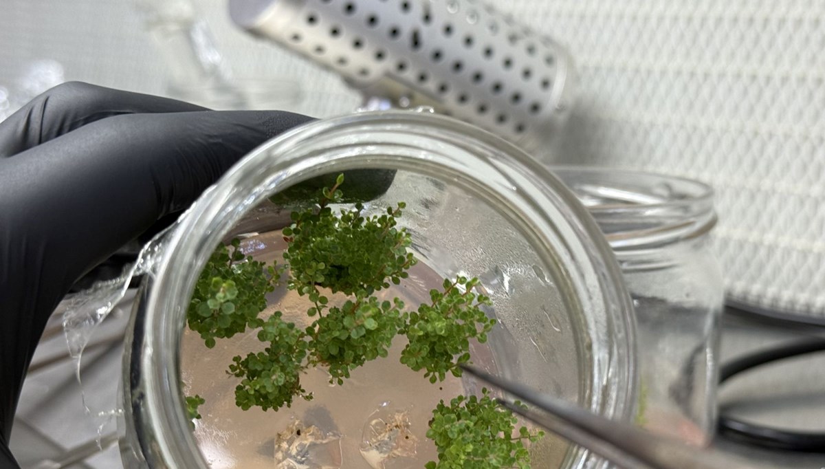 5 yıl önce kuruldu, 200 bin üretiliyor: En sağlıklısı yetiştiriliyor